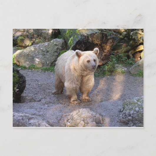 Braunbär Postkarte (Vorderseite)
