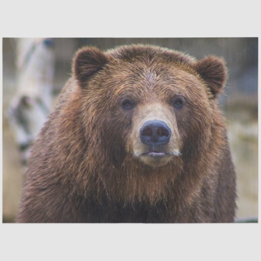 Braunbär Seidenpapier (Vorderseite)