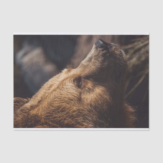 Braunbär Seidenpapier (Vorderseite)