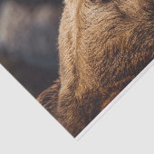 Braunbär Seidenpapier (Ausschnitt)