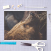 Braunbär Seidenpapier (Handwerk)