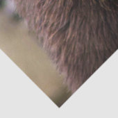 Braunbär Seidenpapier (Ausschnitt)