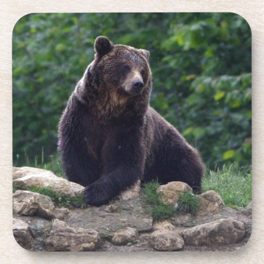 Braunbär Untersetzer (Vorderseite)