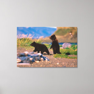 Braunbär, Ursus arctos, Alaska-Halbinsel, Leinwanddruck