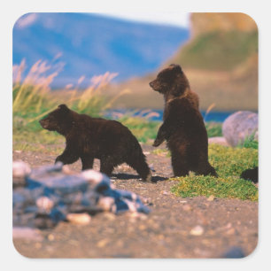 Braunbär, Ursus arctos, Alaska-Halbinsel, Quadratischer Aufkleber