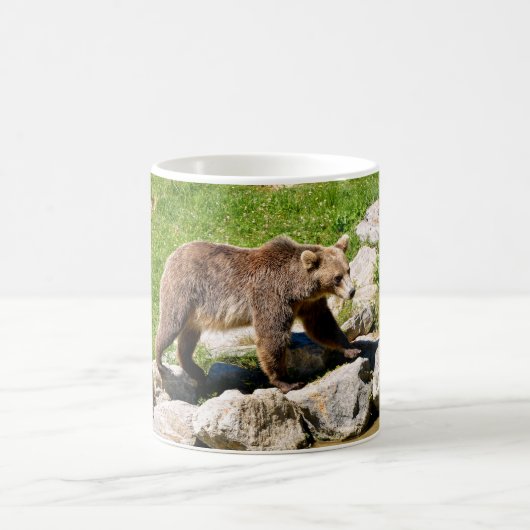 Braunbär (Ursus arctos), aus dem Profil Kaffeetasse (Mittel)