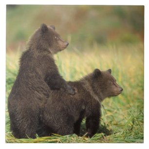 Braunbär, Ursus arctos, Grizzlybär, Ursus 2 Fliese
