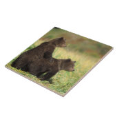 Braunbär, Ursus arctos, Grizzlybär, Ursus 2 Fliese (Seite)