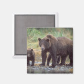 Braunbär, Ursus arctos, Grizzlybär, Ursus 3 Magnet (Vorderseite/Rückseite)