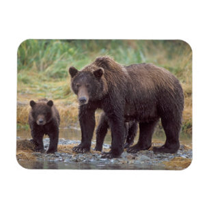 Braunbär, Ursus arctos, Grizzlybär, Ursus 3 Magnet