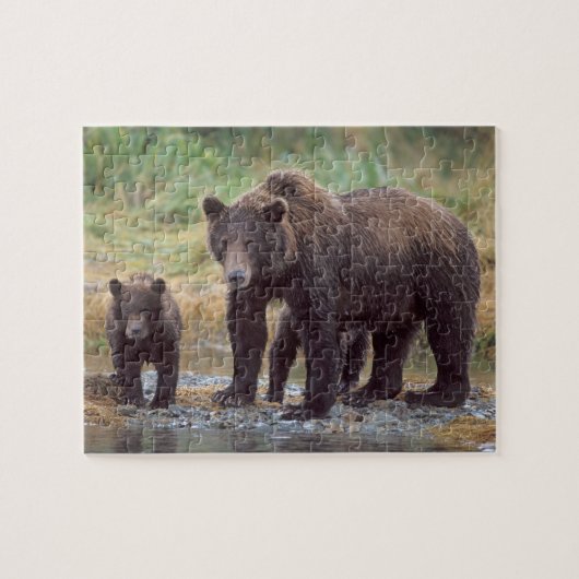 Braunbär, Ursus arctos, Grizzlybär, Ursus 3 Puzzle (Horizontal)