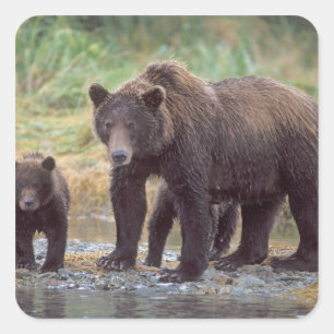 Braunbär, Ursus arctos, Grizzlybär, Ursus 3 Quadratischer Aufkleber