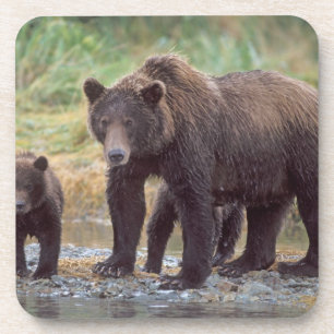 Braunbär, Ursus arctos, Grizzlybär, Ursus 3 Untersetzer