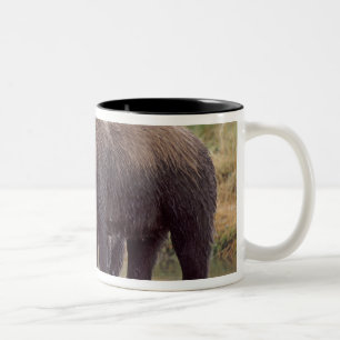 Braunbär, Ursus arctos, Grizzlybär, Ursus 3 Zweifarbige Tasse