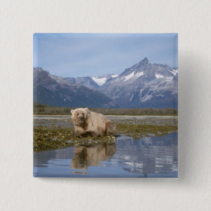 Braunbär, Ursus arctos, Grizzlybär, Ursus 4 Button