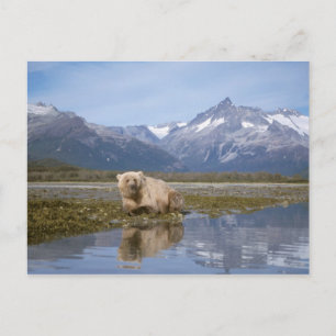 Braunbär, Ursus arctos, Grizzlybär, Ursus 4 Postkarte
