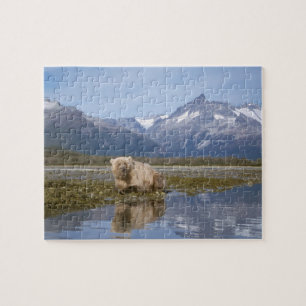 Braunbär, Ursus arctos, Grizzlybär, Ursus 4 Puzzle