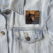 Braunbär, Ursus arctos, Grizzlybär, Ursus 5 Button (Beispiel)