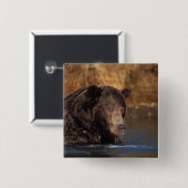 Braunbär, Ursus arctos, Grizzlybär, Ursus 5 Button (Vorne & Hinten)