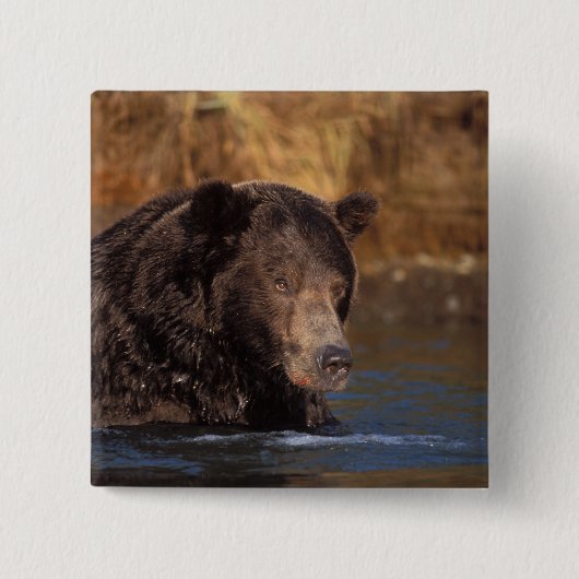 Braunbär, Ursus arctos, Grizzlybär, Ursus 5 Button (Vorderseite)