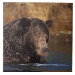 Braunbär, Ursus arctos, Grizzlybär, Ursus 5 Fliese