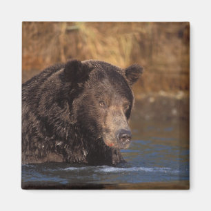 Braunbär, Ursus arctos, Grizzlybär, Ursus 5 Magnet