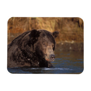 Braunbär, Ursus arctos, Grizzlybär, Ursus 5 Magnet