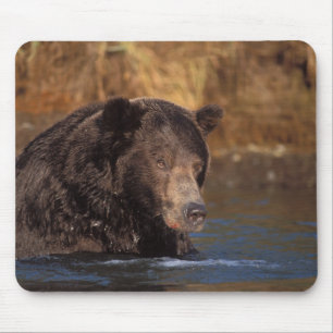 Braunbär, Ursus arctos, Grizzlybär, Ursus 5 Mousepad