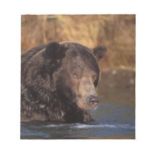 Braunbär, Ursus arctos, Grizzlybär, Ursus 5 Notizblock