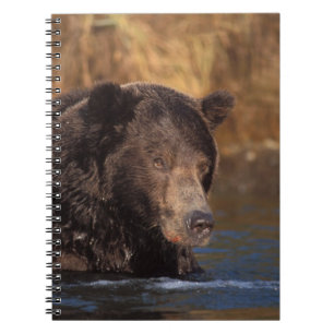 Braunbär, Ursus arctos, Grizzlybär, Ursus 5 Notizblock