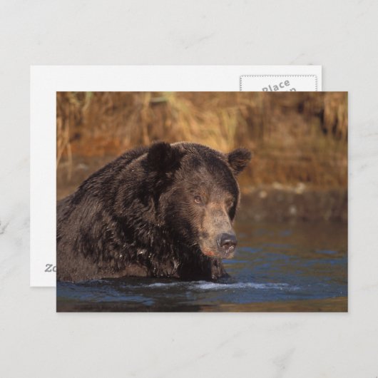 Braunbär, Ursus arctos, Grizzlybär, Ursus 5 Postkarte (Vorne/Hinten)
