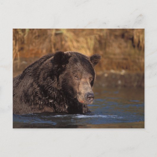 Braunbär, Ursus arctos, Grizzlybär, Ursus 5 Postkarte (Vorderseite)