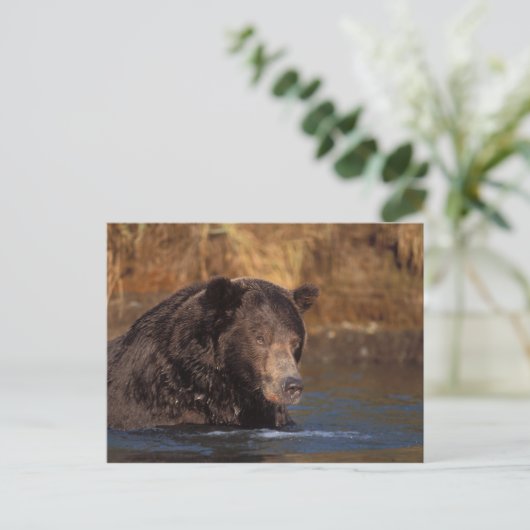 Braunbär, Ursus arctos, Grizzlybär, Ursus 5 Postkarte (Stehend Vorderseite)