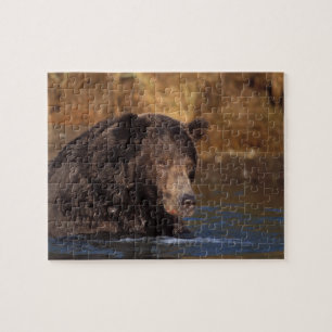 Braunbär, Ursus arctos, Grizzlybär, Ursus 5 Puzzle