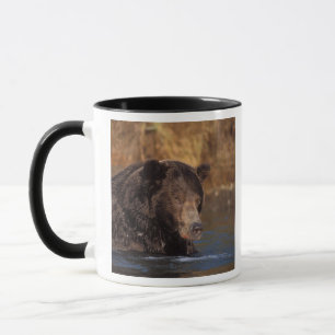 Braunbär, Ursus arctos, Grizzlybär, Ursus 5 Tasse