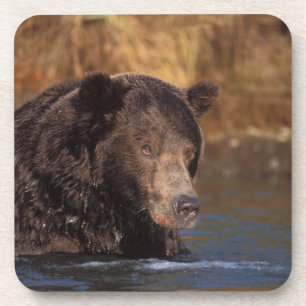 Braunbär, Ursus arctos, Grizzlybär, Ursus 5 Untersetzer