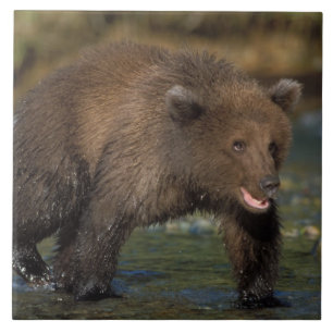 Braunbär, Ursus arctos, Grizzlybär, Ursus 6 Fliese
