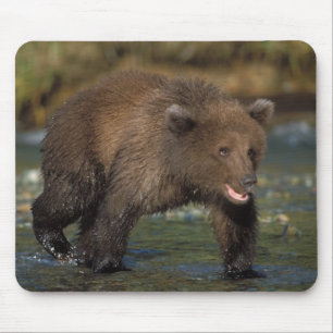 Braunbär, Ursus arctos, Grizzlybär, Ursus 6 Mousepad