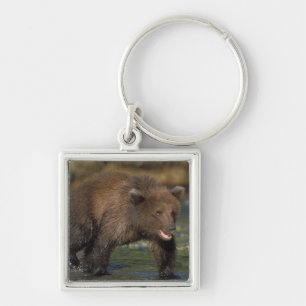 Braunbär, Ursus arctos, Grizzlybär, Ursus 6 Schlüsselanhänger