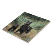 Braunbär, Ursus arctos, Grizzlybär, Ursus 7 Fliese (Seite)