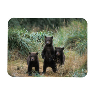 Braunbär, Ursus arctos, Grizzlybär, Ursus 7 Magnet