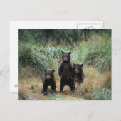 Braunbär, Ursus arctos, Grizzlybär, Ursus 7 Postkarte (Vorne/Hinten)