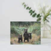 Braunbär, Ursus arctos, Grizzlybär, Ursus 7 Postkarte (Stehend Vorderseite)