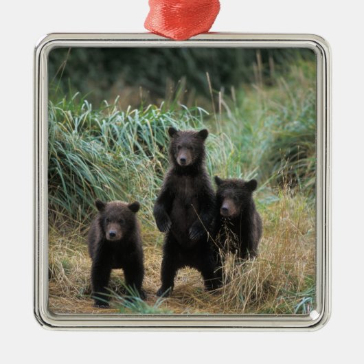 Braunbär, Ursus arctos, Grizzlybär, Ursus 7 Silbernes Ornament (Vorne)