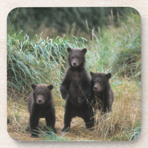 Braunbär, Ursus arctos, Grizzlybär, Ursus 7 Untersetzer