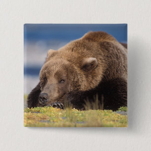 Braunbär, Ursus arctos, Grizzlybär, Ursus 8 Button