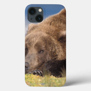 Braunbär, Ursus arctos, Grizzlybär, Ursus 8 iPhone 13 Hülle