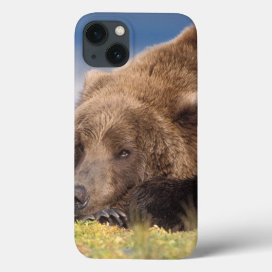 Braunbär, Ursus arctos, Grizzlybär, Ursus 8 Case-Mate iPhone Hülle (Rückseite)