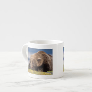 Braunbär, Ursus arctos, Grizzlybär, Ursus 8 Espressotasse