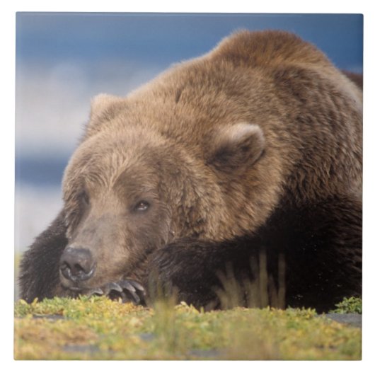 Braunbär, Ursus arctos, Grizzlybär, Ursus 8 Fliese (Vorderseite)